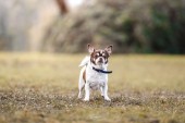 Cookie – Chihuahua, männlich, 4 Jahre, 70195 Stuttgart-Botnang – zur Adoption