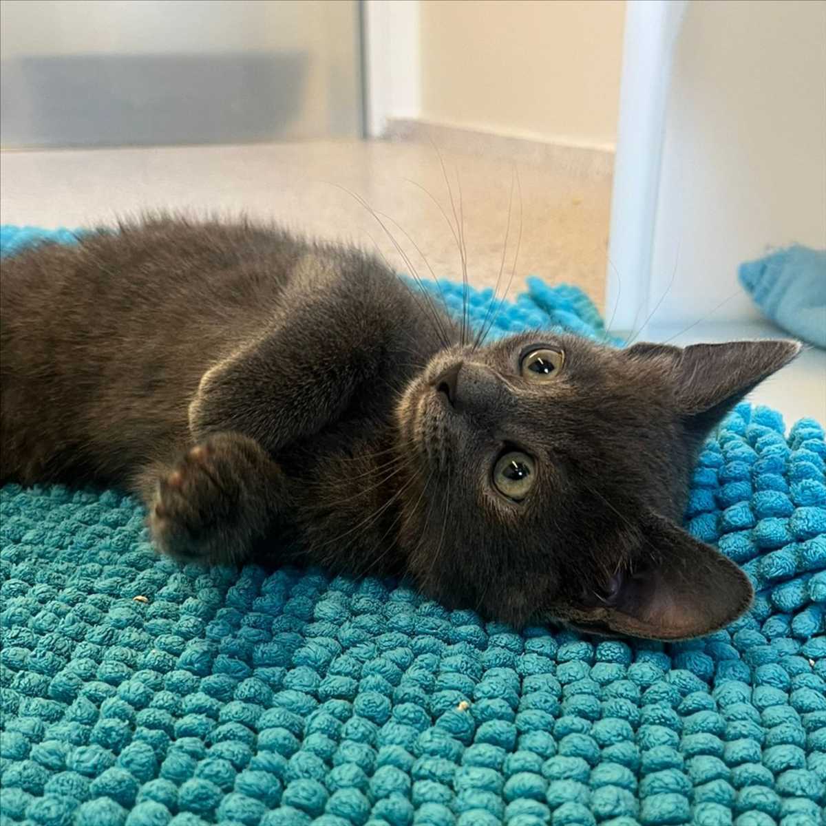 Angelina – Europäisch Kurzhaar, weiblich, 81829 München – zur Adoption