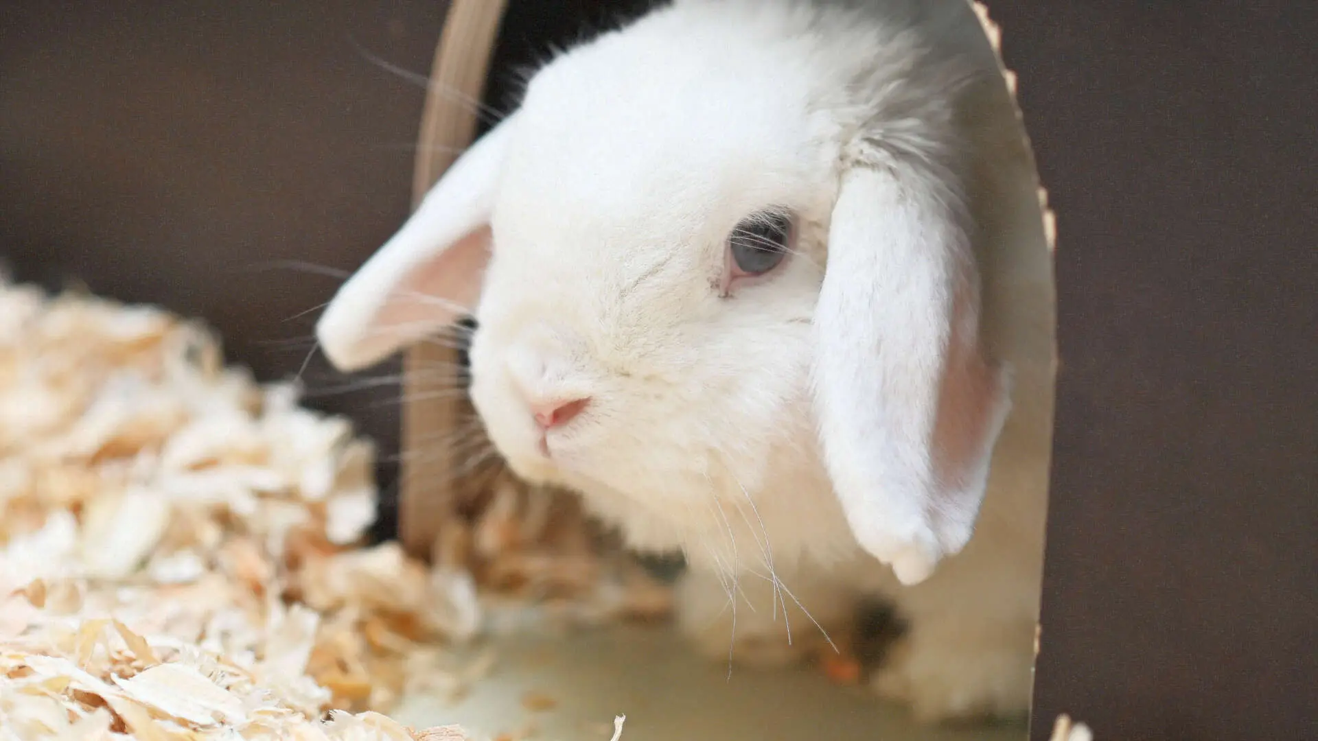 Schneeweißchen – Zwergwidder, weiblich, 13057 Berlin – zur Adoption