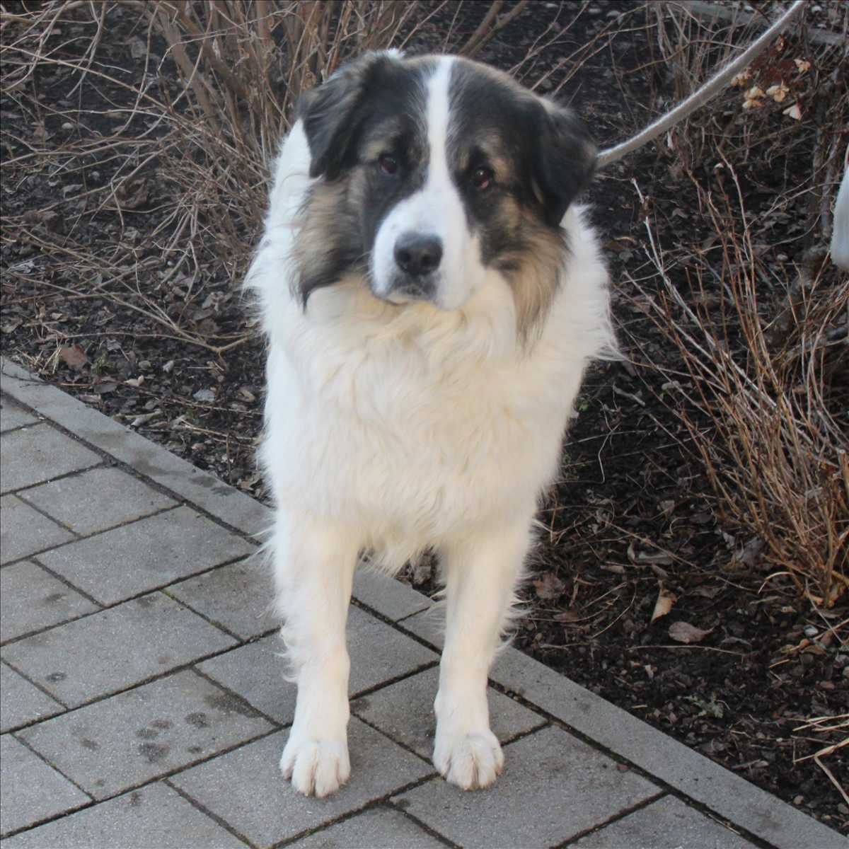 RUDI – Mix, männlich, 3 Jahre, 81829 München – zur Adoption
