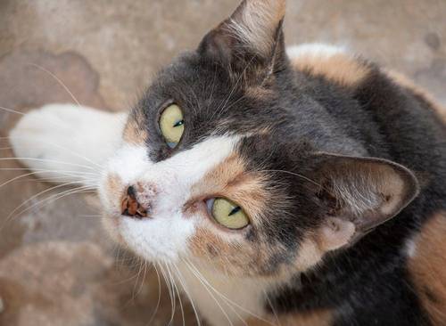 Moka – Europäisch Kurzhaar, weiblich, 4 Jahre, 65520 Bad Camberg – zur Adoption