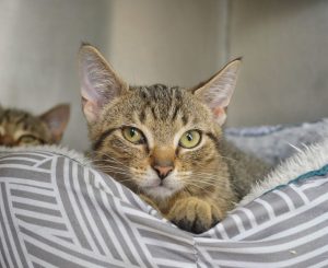 Wyatt – Europäisch Kurzhaar, männlich, 22 Monate, 97525 Schwebheim – zur Adoption