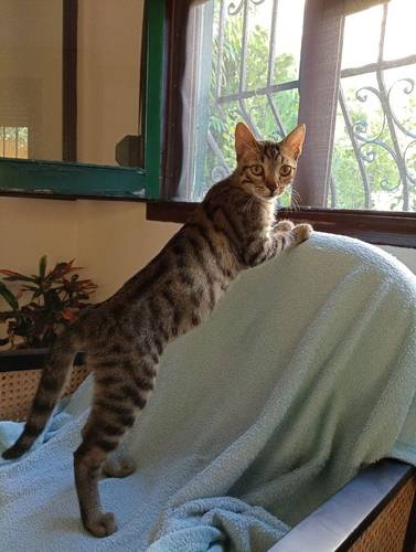 Billy & Rally – Europäisch Kurzhaar, männlich, 8 Monate, 65520 Bad Camberg – zur Adoption
