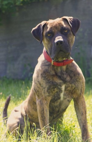 Kahn – Dogo Canario, männlich, 3 Jahre, 1 Monate, 70195 Stuttgart-Botnang – zur Adoption