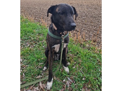 Mailo – Hund, männlich, 32758 Detmold – zur Adoption