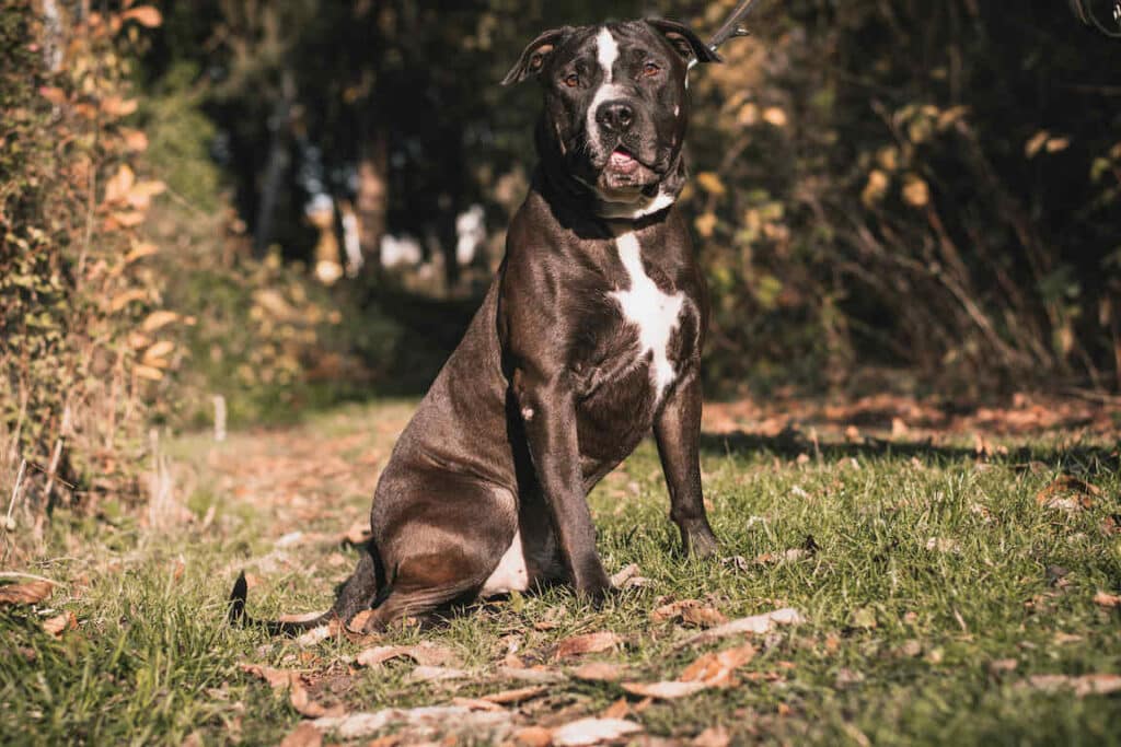 Ares – Staffordshire-Terrier-Mischling, männlich, 7 Jahre, 2 Monate, 66117 Saarbrücken – zur Adoption