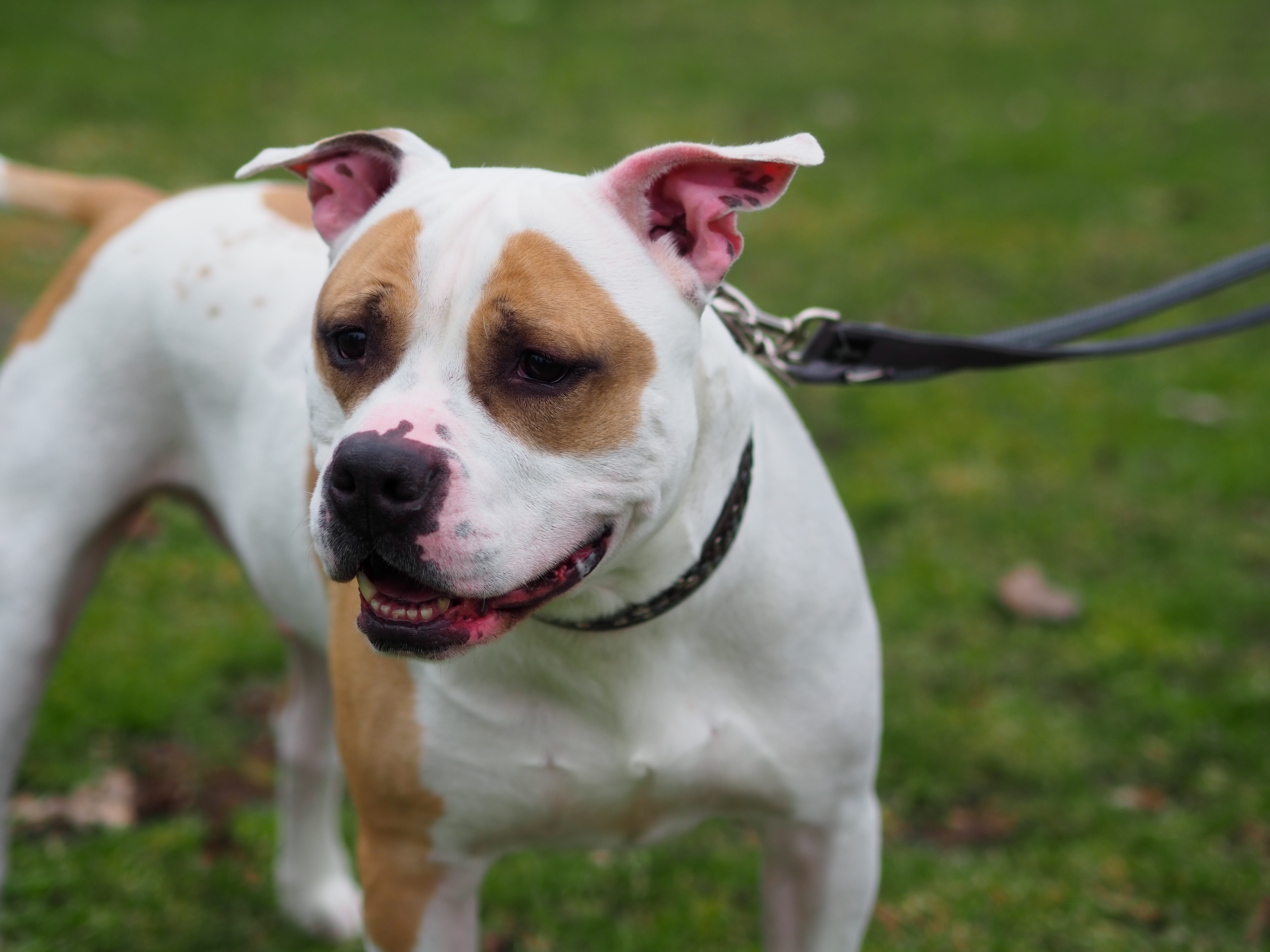Buddy – American Bulldogge - Mix, männlich, 3 Jahre, 50969 Köln-Zollstock – zur Adoption