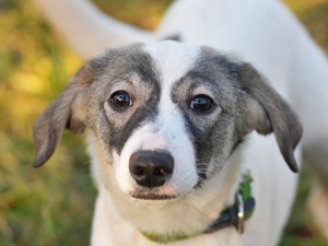 Kiba – Hund, weiblich, 5 Monate, 90537 Feucht – zur Adoption