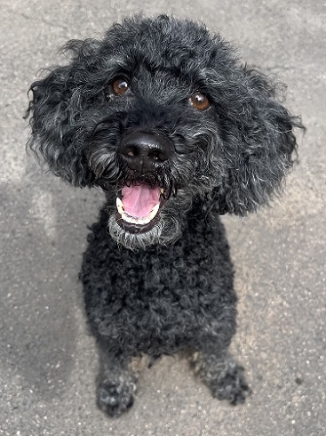 Blacky