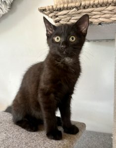 Kora