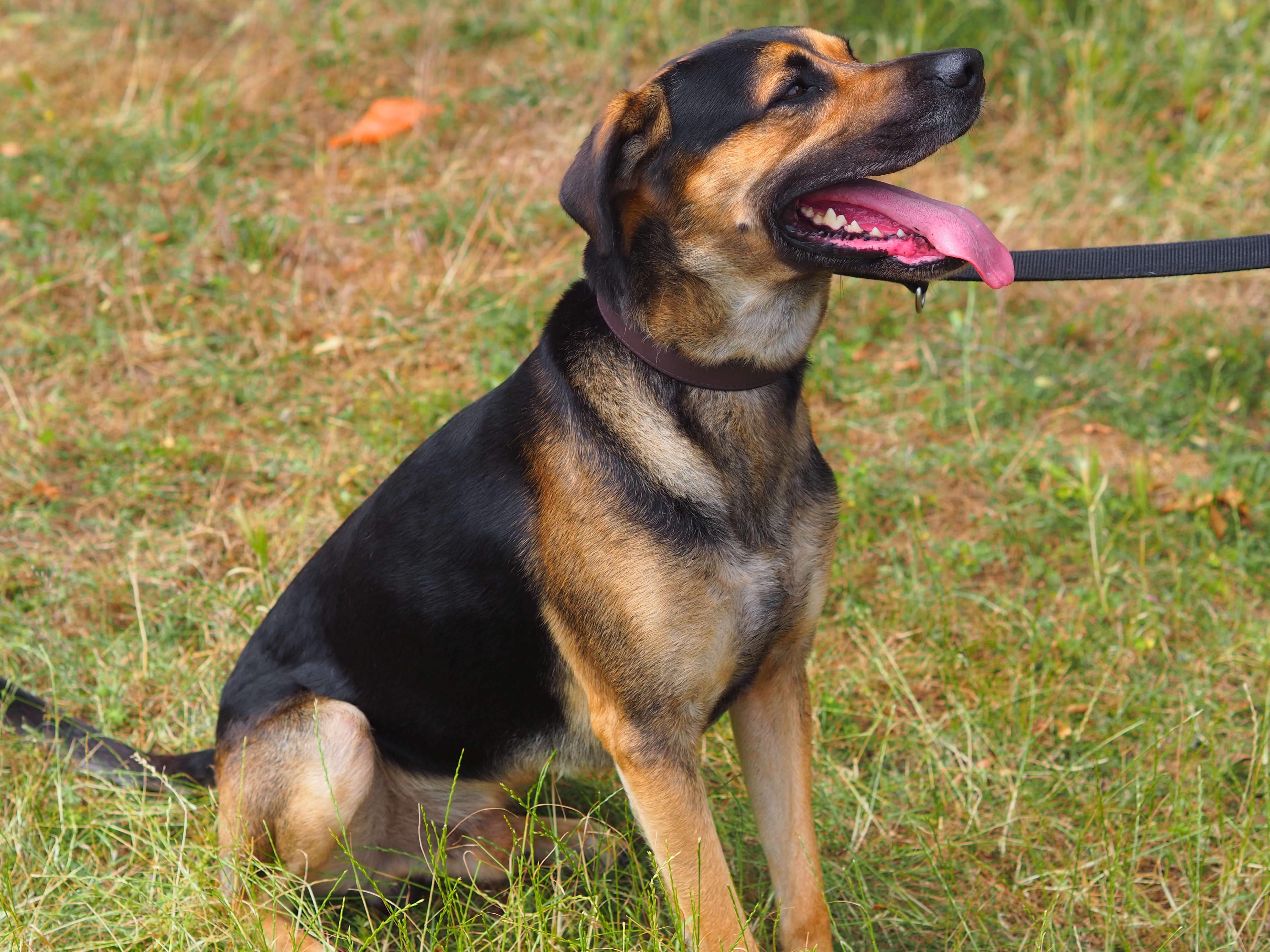 Freddy – Schäferhund-Dobermann-Mix, männlich, 5 Jahre, 50969 Köln-Zollstock – zur Adoption