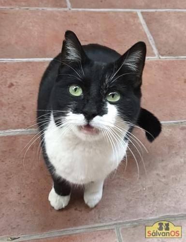 Paloma – Europäisch Kurzhaar, weiblich, 2 Jahre, 65520 Bad Camberg – zur Adoption