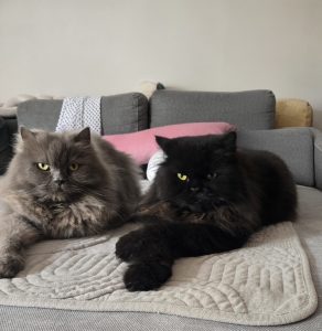 Percy – Perser, männlich, 36 Monate, 97525 Schwebheim – zur Adoption