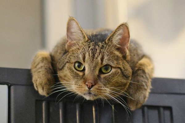 Jamie – Europäisch Kurzhaar, männlich, 10 Jahre, 8 Monate, 13057 Berlin – zur Adoption