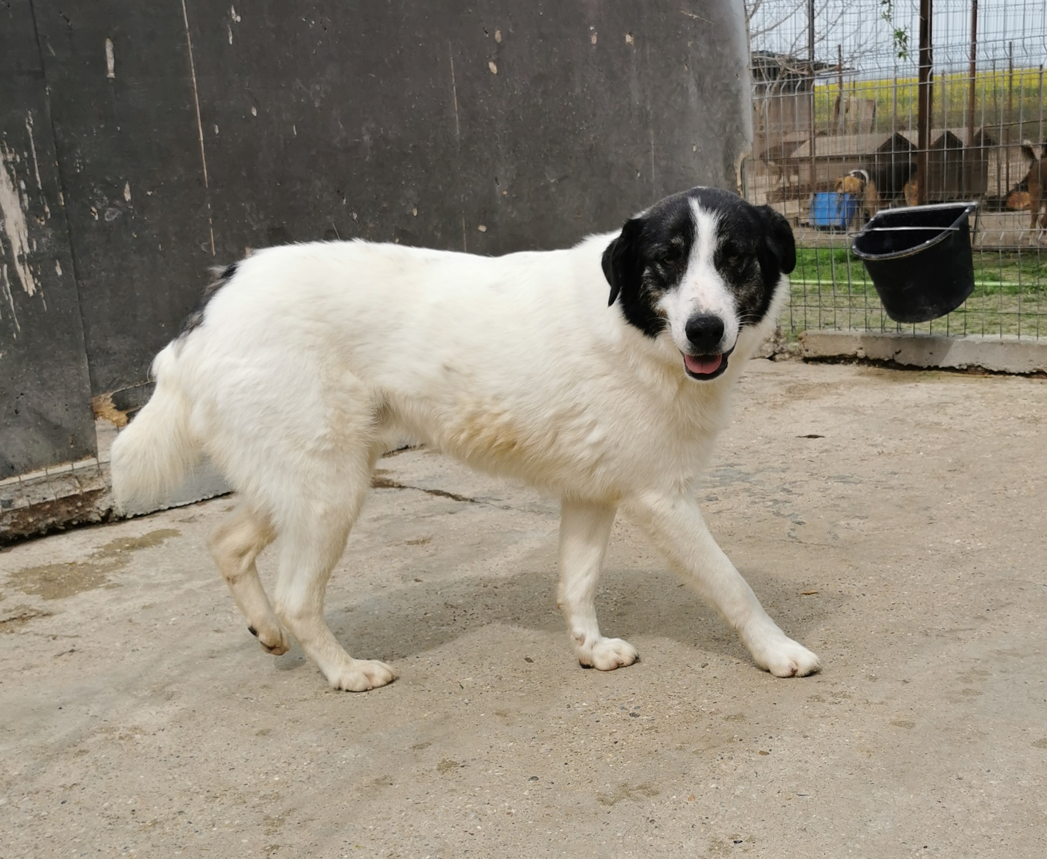 Balu