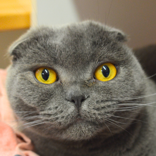 Fiona – Scottish Fold, weiblich, 1 Jahr, 28357 Bremen – zur Adoption