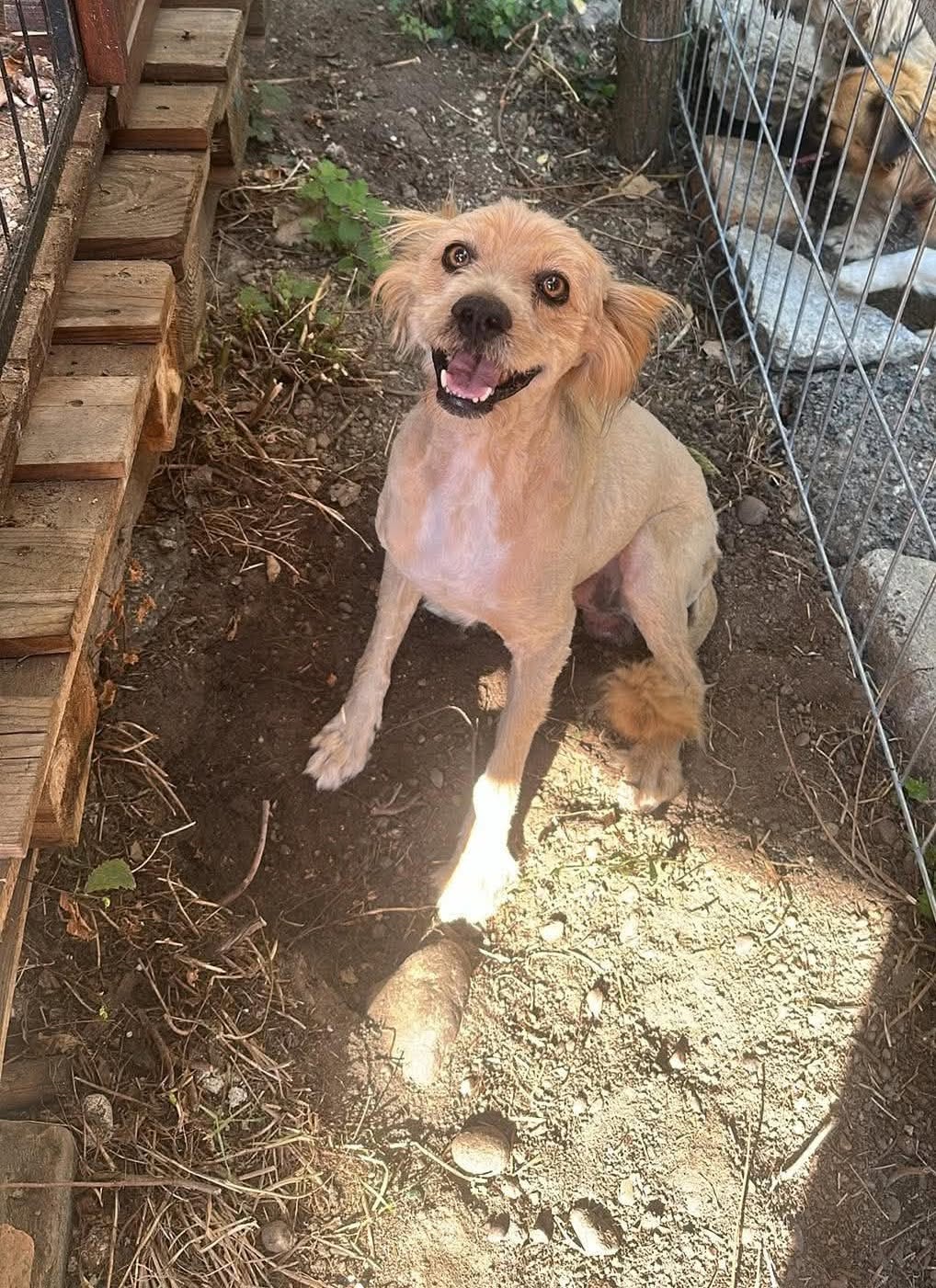 Bobita – Hund, männlich, 12 Jahre, 10 Monate, 85055 Ingolstadt – zur Adoption