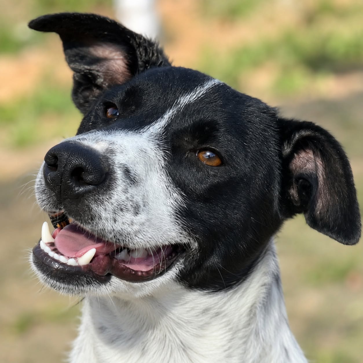 Xenia – Hund, weiblich, 9 Monate, Rumänien – zur Adoption