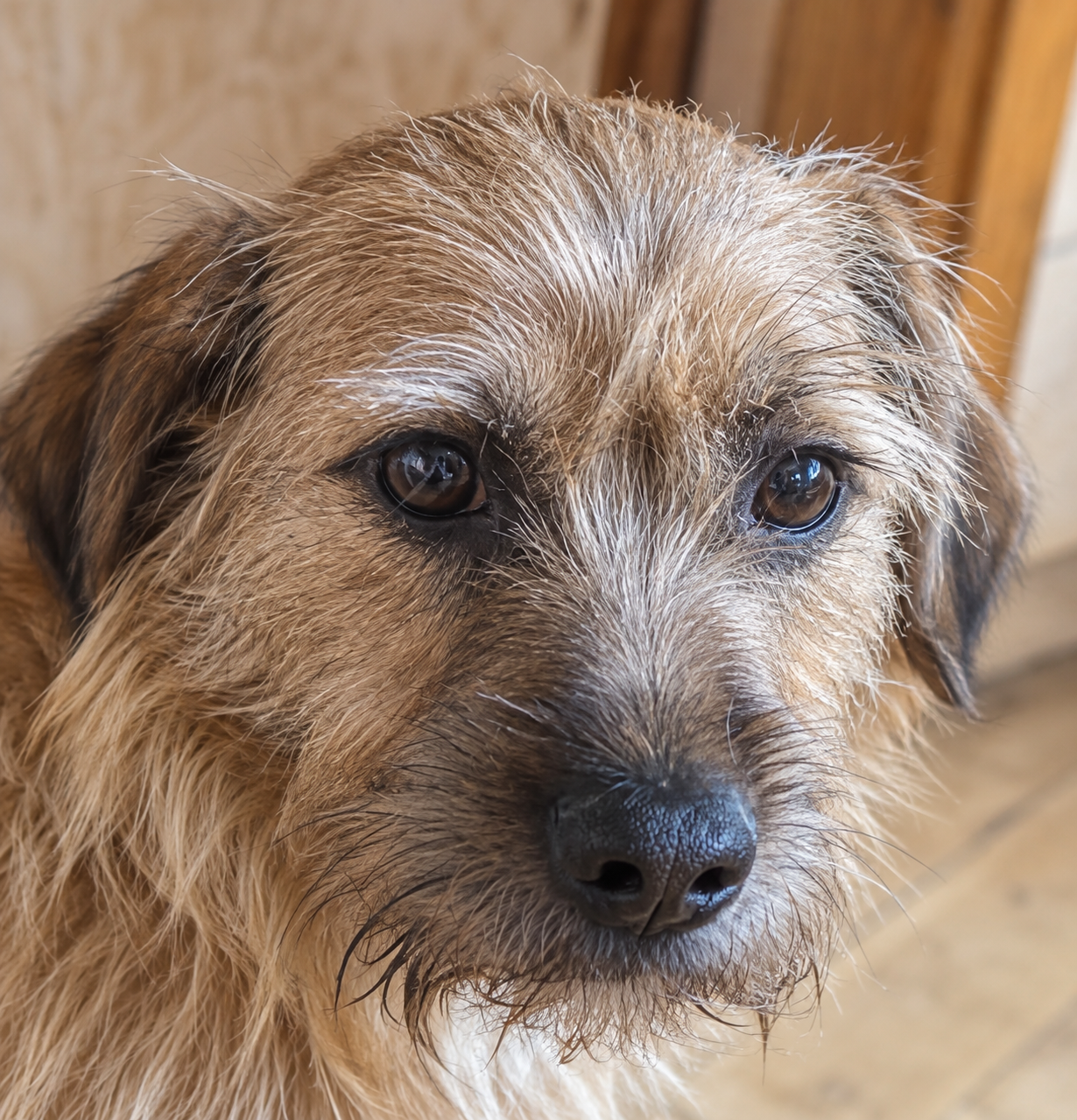 Klärchen – Hund, weiblich, 1 Jahr, Rumänien – zur Adoption