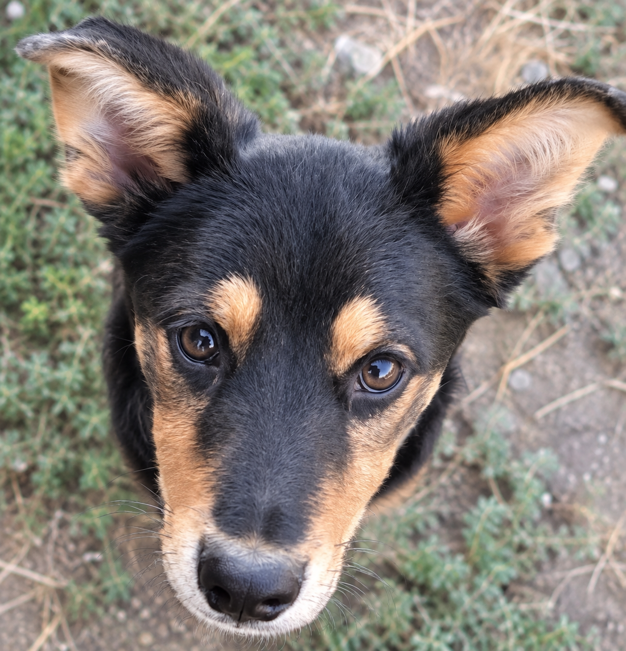 Loki – Hund, männlich, 5 Monate, Rumänien – zur Adoption
