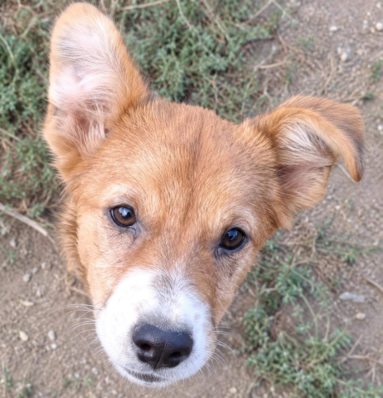 Resi – Hund, weiblich, 4 Monate, Rumänien – zur Adoption