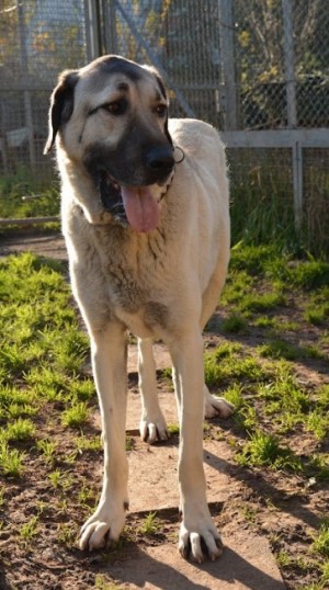 Pasa – Kangal, männlich, 4 Jahre, 70195 Stuttgart-Botnang – zur Adoption