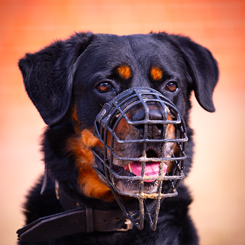 Charles – Rottweiler, männlich, 5 Jahre, 28357 Bremen – zur Adoption