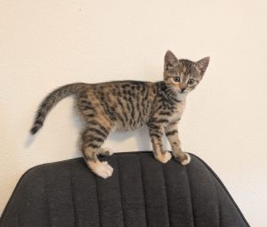 Lyra