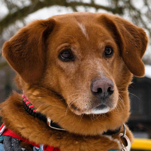 Knut – Hund, männlich, 4 Jahre, 28357 Bremen – zur Adoption