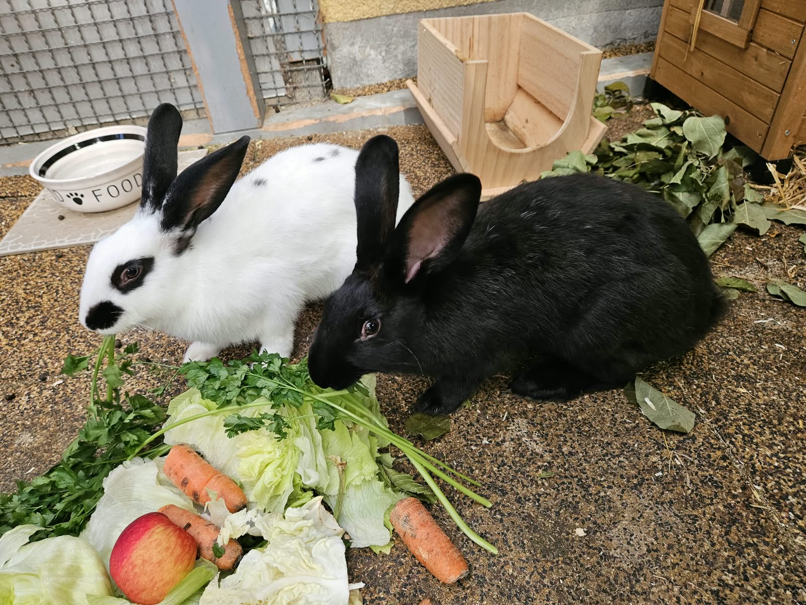 Bugs & Bunny – Deutsche Riesen, weiblich, 97816 Lohr – zur Adoption