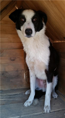 Argos – Hund, männlich, 50823 Köln – zur Adoption