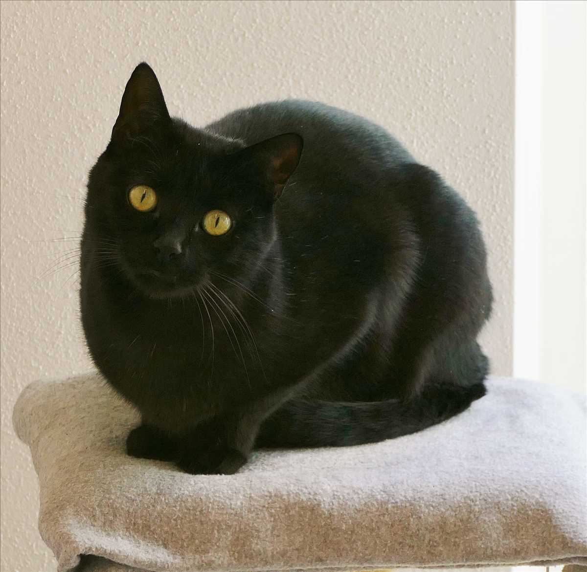 PEPPI – Europäisch Kurzhaar, männlich, 5 Jahre, 7 Monate, 81829 München – zur Adoption