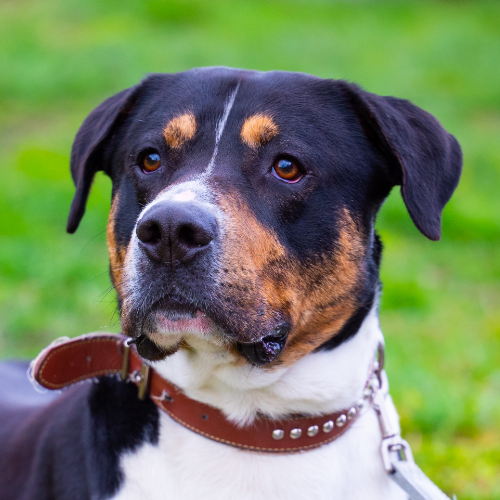 Ari – Hund, männlich, 3 Jahre, 28357 Bremen – zur Adoption