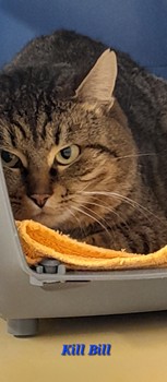 Kill-Bill – EKH, männlich, 1 Jahr, 70195 Stuttgart-Botnang – zur Adoption