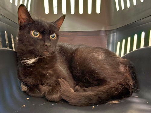 Dahlia – Katze, weiblich, 6 Jahre, 32758 Detmold – zur Adoption