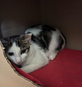 Ylias – Europäisch Kurzhaar, männlich, 97525 Schwebheim – zur Adoption