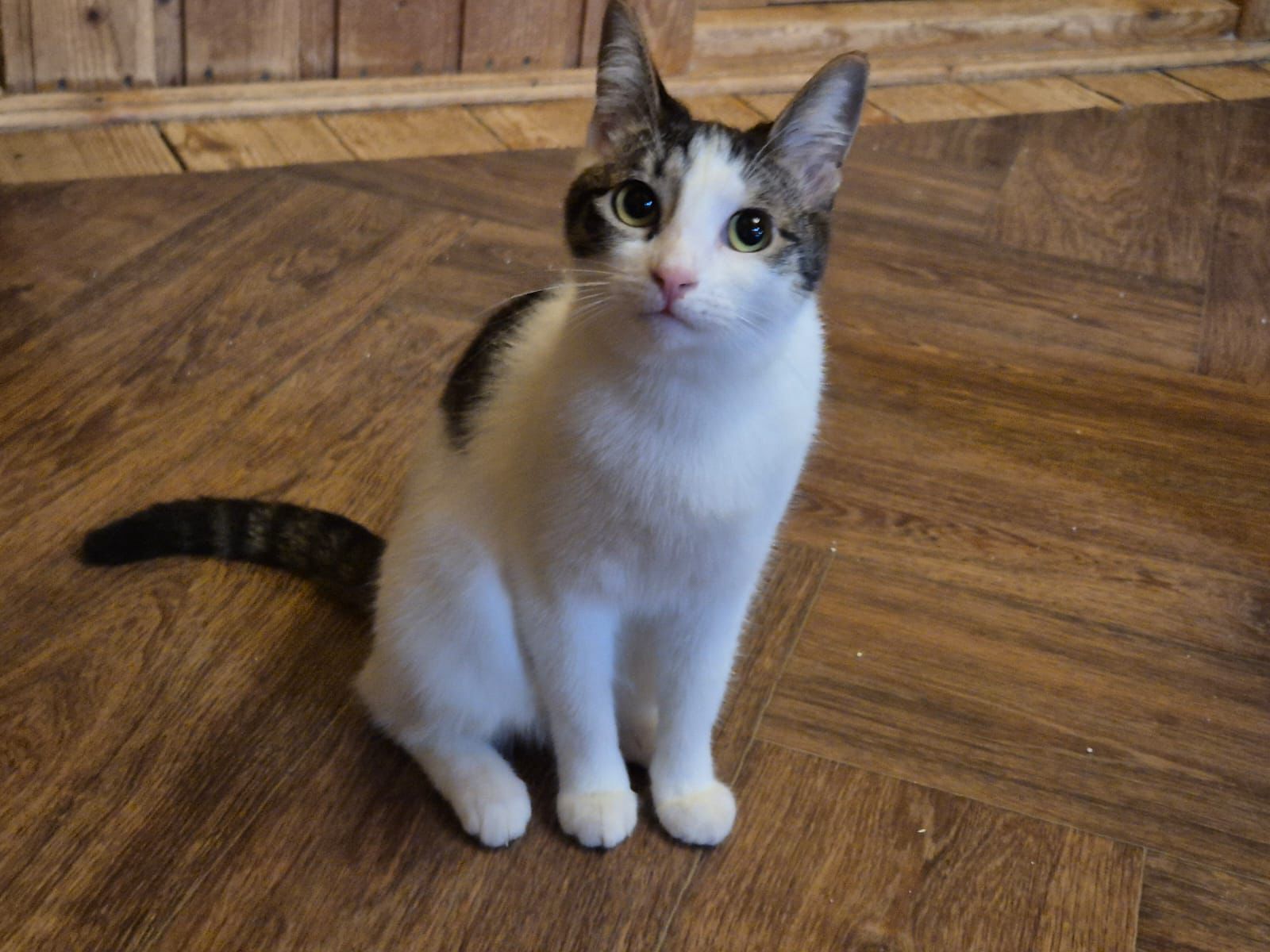 Tinka – EKH, männlich, 50823 Köln – zur Adoption
