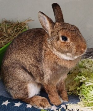 Merry – Zwergkaninchen, weiblich, 5 Jahre, 70195 Stuttgart-Botnang – zur Adoption