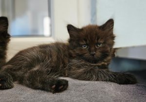 Winifred