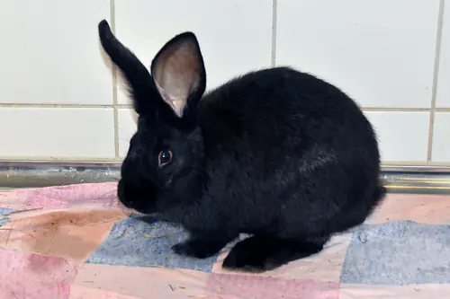 Alan – Stallkaninchen-Mix, männlich, 5 Monate, 90537 Feucht – zur Adoption