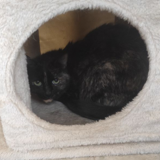 Zazu – EKH, weiblich, 12 Jahre, 97074 Würzburg – zur Adoption
