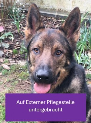 Rocky – Deutscher Schäferhund, männlich, 4 Jahre, 70195 Stuttgart-Botnang – zur Adoption