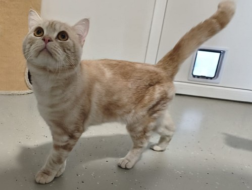 Zaatar – Katze, männlich, 1 Jahr, 32758 Detmold – zur Adoption