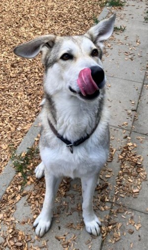 Dobby – Husky-Mischling, männlich, 4 Jahre, 7 Monate, 70195 Stuttgart-Botnang – zur Adoption