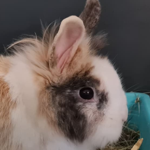 Mika – Kaninchen, männlich, 28357 Bremen – zur Adoption