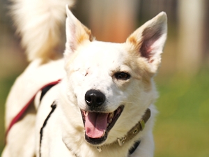 Omelia – Hund, weiblich, 1 Jahr, 5 Monate, 90537 Feucht – zur Adoption