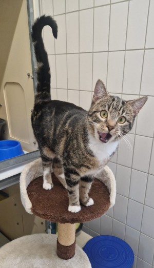Allegra – EKH, weiblich, 70195 Stuttgart-Botnang – zur Adoption