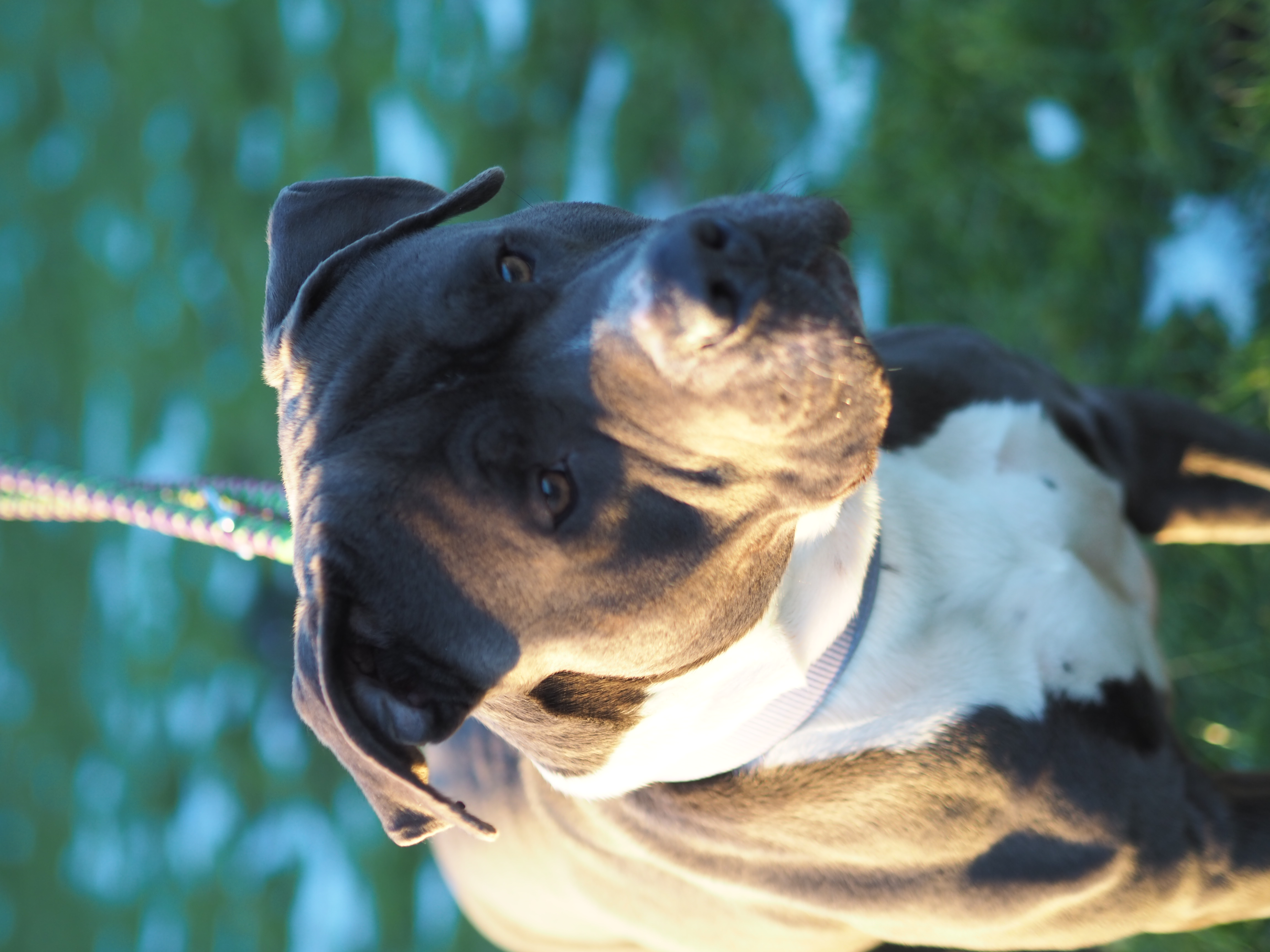 Butcher – Stafford-Mix, männlich, 2 Jahre, 7 Monate, 50969 Köln-Zollstock – zur Adoption