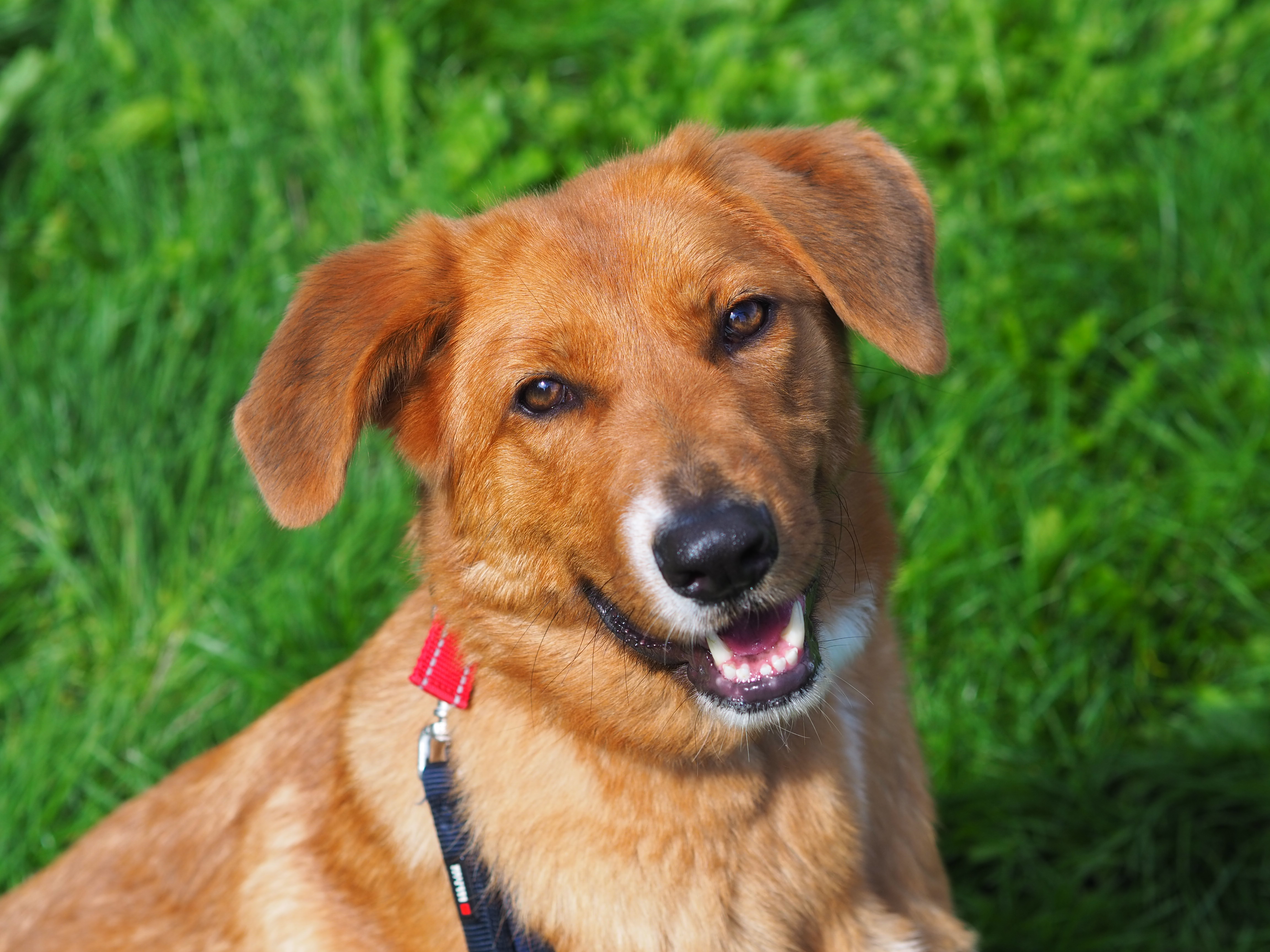 Sandy – Hund, weiblich, 2 Jahre, 50969 Köln-Zollstock – zur Adoption