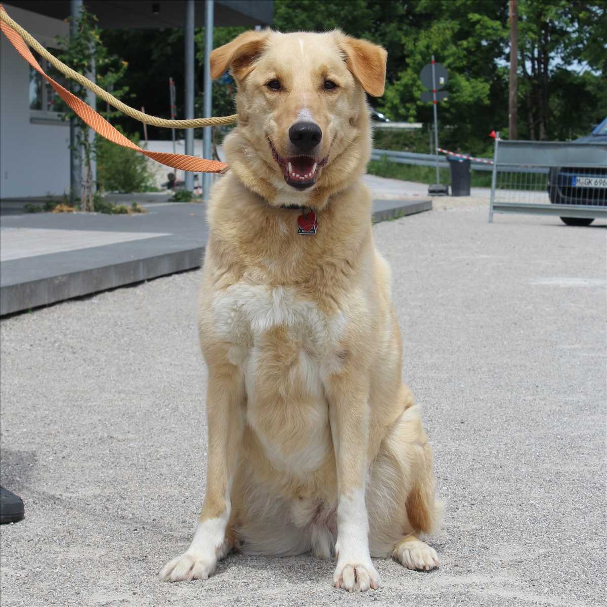 JOSHI – Kangal, Mix, männlich, 9 Jahre, 81829 München – zur Adoption
